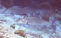 Albula vulpes, Bonefish: fisheries, gamefish, bait