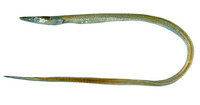 Hoplunnis diomediana, Blacktail pike-conger: