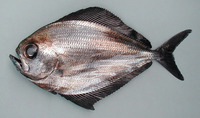 Pterycombus brama, Atlantic fanfish: fisheries