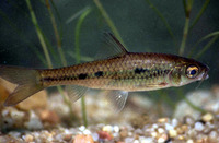 Barbus trimaculatus, Threespot barb: aquarium, bait