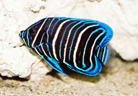 Pomacanthus xanthometopon, Yellowface angelfish: fisheries, aquarium