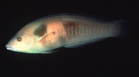 Coris sandeyeri, Sandager's wrasse: aquarium
