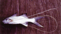 Polynemus dubius, Eastern paradise fish: