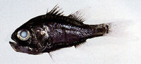 Siphamia majimai, Striped siphonfish: