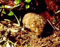 Image of: Aplodontia rufa (mountain beaver)