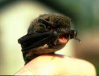Image of: Pipistrellus tenuis mimus (Indian pygmy pipistrelle)