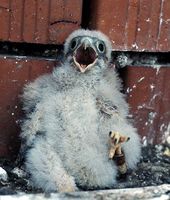Falco tinnunculus - Eurasian Kestrel