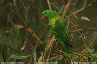 Scaly-breasted Lorikeet - Trichoglossus chlorolepidotus