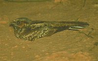 Pauraque - Nyctidromus albicollis