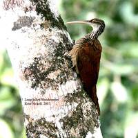 Long-billed Woodcreeper - Nasica longirostris