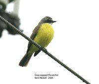 Gray-capped Flycatcher - Myiozetetes granadensis