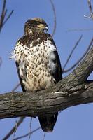 Bald Eagle ( Haliaeetus leucocephalus ) , Immature , Squaw Creek National Wildlife Refuge , Moun...