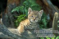 Young Bobcat , Lynx rufus , Kitten , Controlled Conditions stock photo