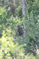 Olive baboon (Papio anubis) in a bush