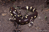 : Ambystoma californiense; California Tiger Salamander