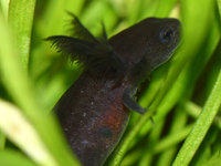 : Cynops orientalis; Chinese Fire Belly Newt