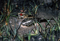 : Caprimulgus fossii; Square-tailed Nightjar
