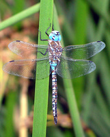 : Aeschna multicolor; Blue-eyed Darner
