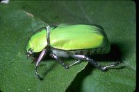 : Chrysina woodi; Scarab Beetle