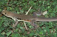 : Leiolepis reevesi; Butterfly Agama