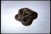 : Thamnophis elegans biscutatus; Klamath Garter Snake