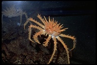 : Paralithoides rathbuni; Deep Water King Crab