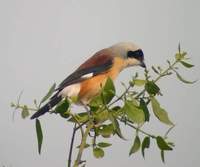 Bay-backed Shrike (Lanius vittatus) 2004. december 29. Bharatpur, Keoladeo Ghana National Park