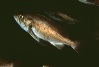 Sebastes entomelas, Widow rockfish: fisheries, gamefish, aquarium