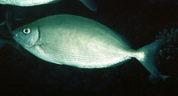 Siganus rivulatus, Marbled spinefoot: fisheries, aquaculture
