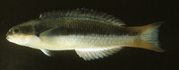 Thalassoma amblycephalum, Bluntheaded wrasse: aquarium