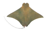 Rhinoptera javanica, Javanese cownose ray: fisheries, gamefish