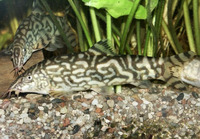 Botia lohachata, Reticulate loach: aquarium