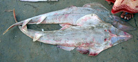 Rhinobatos obtusus, Widenose guitarfish: