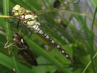 Aeshna cyanea - Southern Hawker Dragonfly