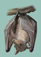 Image of: Syconycteris australis (southern blossom bat)