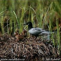Chlidonias niger - Black Tern