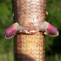 Pseudopus apodus - European Glass Lizard