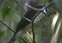 Collared Forest-Falcon - Micrastur semitorquatus
