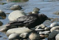 Northwestern Crow - Corvus caurinus
