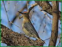 Gila Woodpecker at the Patton's in Patagonia
