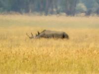 Black Rhinoceros (Spetsnoshörning) - Diceros bicornis