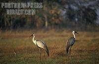 Wattled cranes ( pair ) , Bugeranus carunculatus , Busanga Plains , Kafue National Park , Zambia...