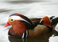 A mandarin duck, with its colourful markings and bright red beak.