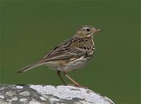 Pipit, Meadow