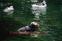 FT0178-00: Tufted puffin, Lunda cirrhata, on the water. North Pacific