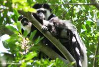Eastern Black and White Colobus Monkeys