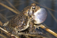 : Bufo fowleri; Fowler's Toad
