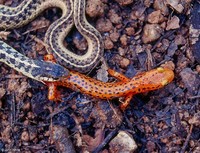: Eurycea longicauda; Long-tailed Salamander