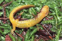: Rhyacotriton cascadae; Cascade Torrent Salamander
