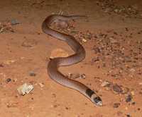 : Simoselaps incinctus; Unbanded Shovel-nosed Snake